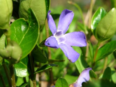 20150408Vinca_minor4