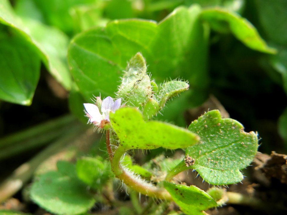 20150324Veronica_hederifolia