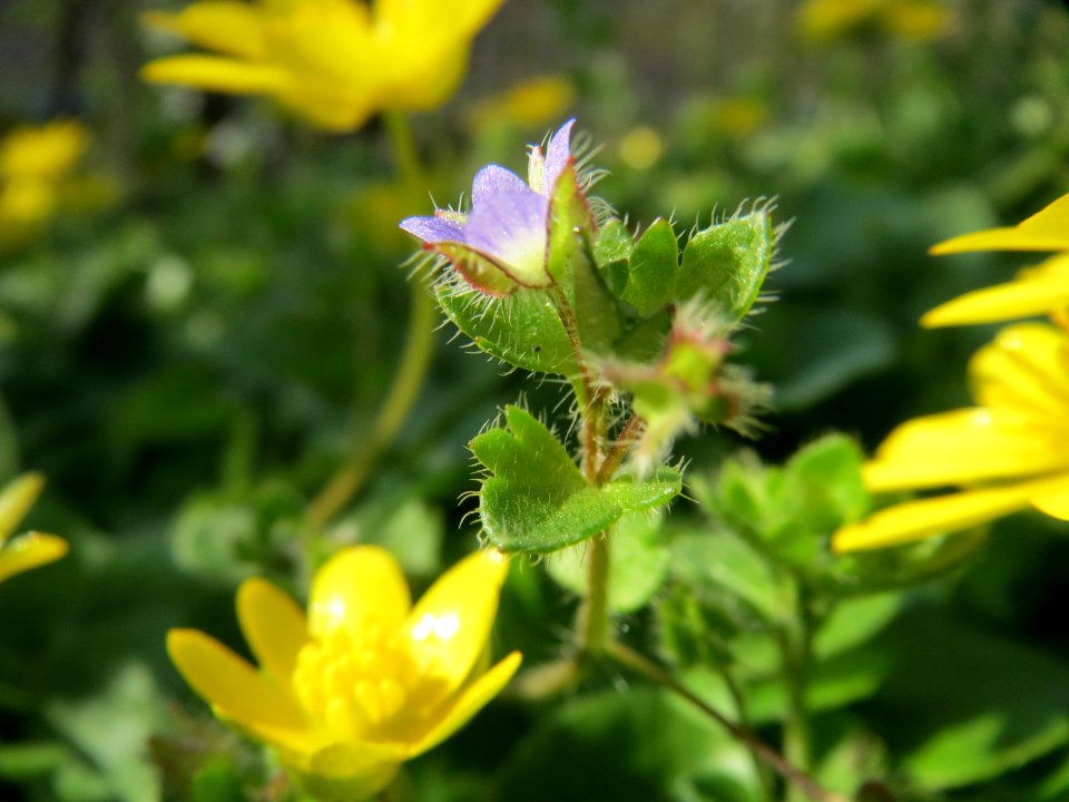 20150408Veronica_hederifolia3