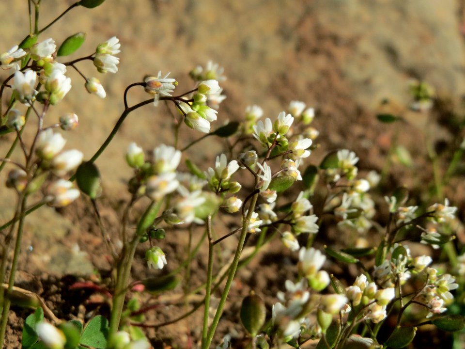20150327Draba_verna1