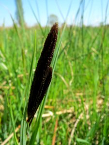 20150420Carex_acutiformis03