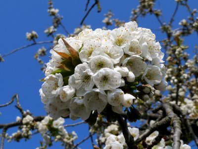 20150408Prunus_sect_Cerasus1