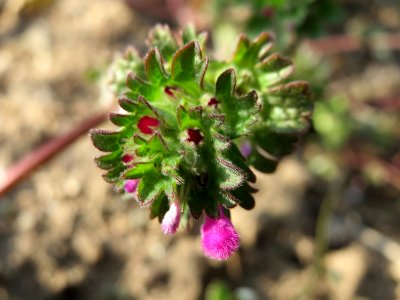 20150408Lamium_amplexicaule1