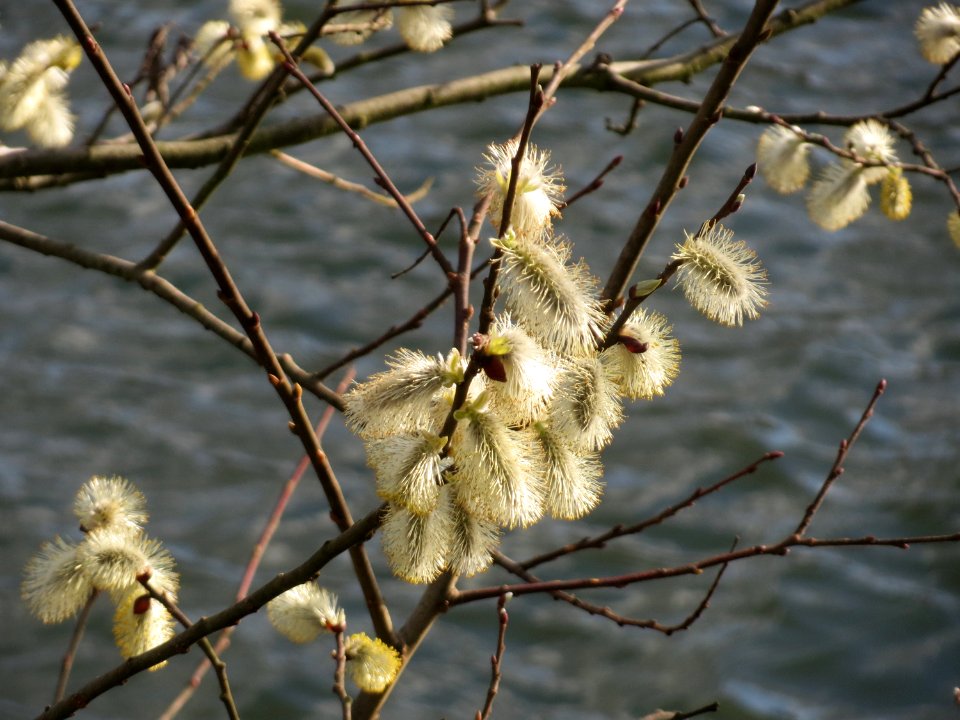 20150327Salix_caprea3