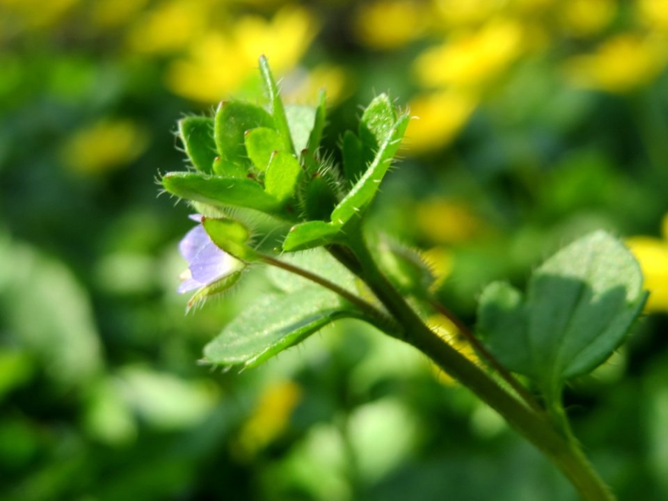 20150408Veronica_hederifolia2