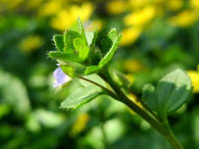 20150408Veronica_hederifolia2