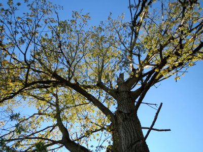 20150420Populus_x_canadensis3