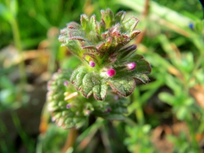 20150408Lamium_amplexicaule5