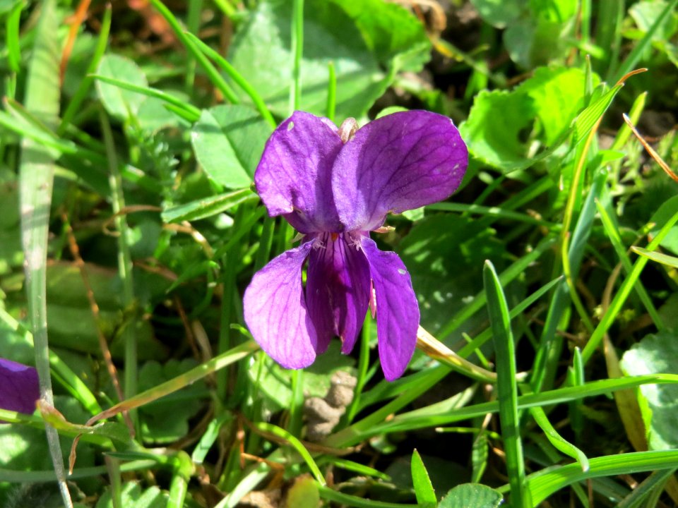 20150327Viola_odorata2