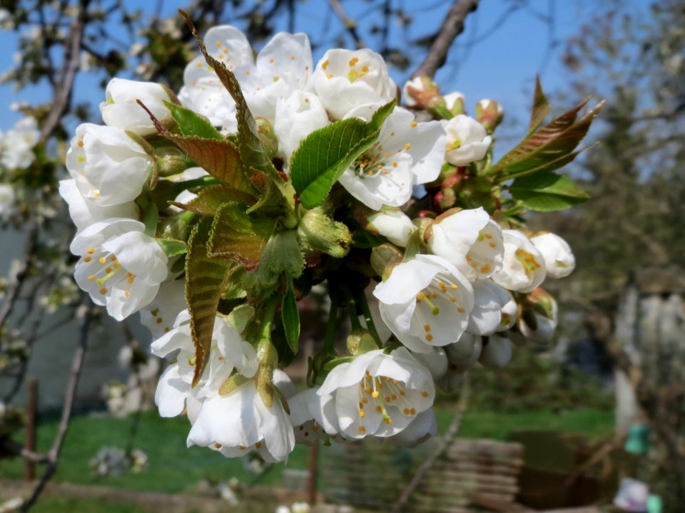 20150408Prunus_sect_Cerasus4
