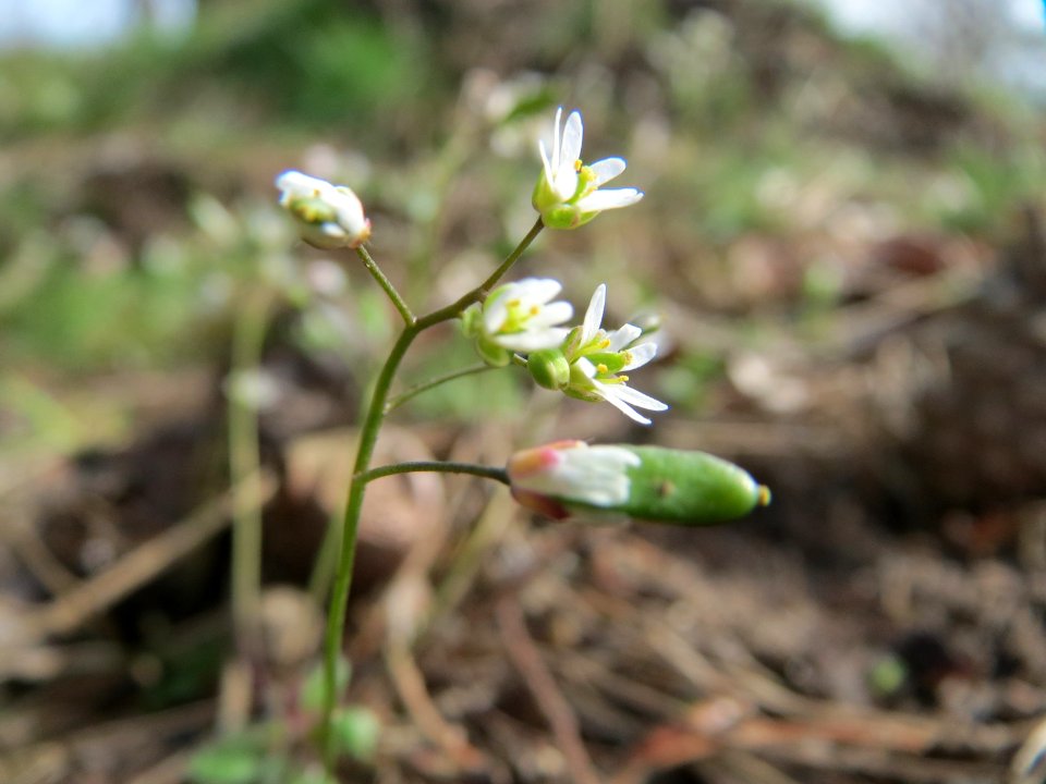 20150403Draba_verna1