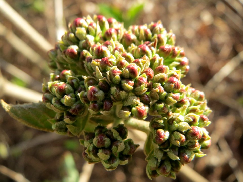 20150327Viburnum_lantana2