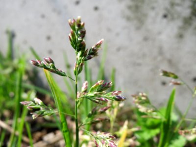 20150408Poa_annua