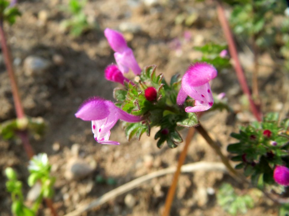 20150408Lamium_amplexicaule2