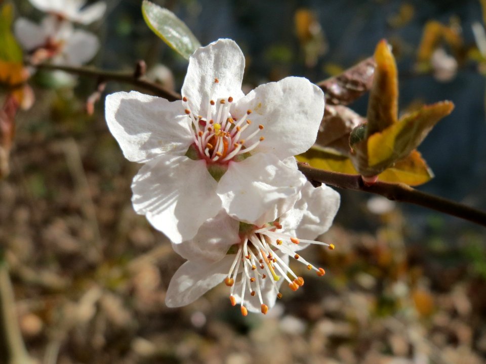 20150327Prunus_cerasifera3