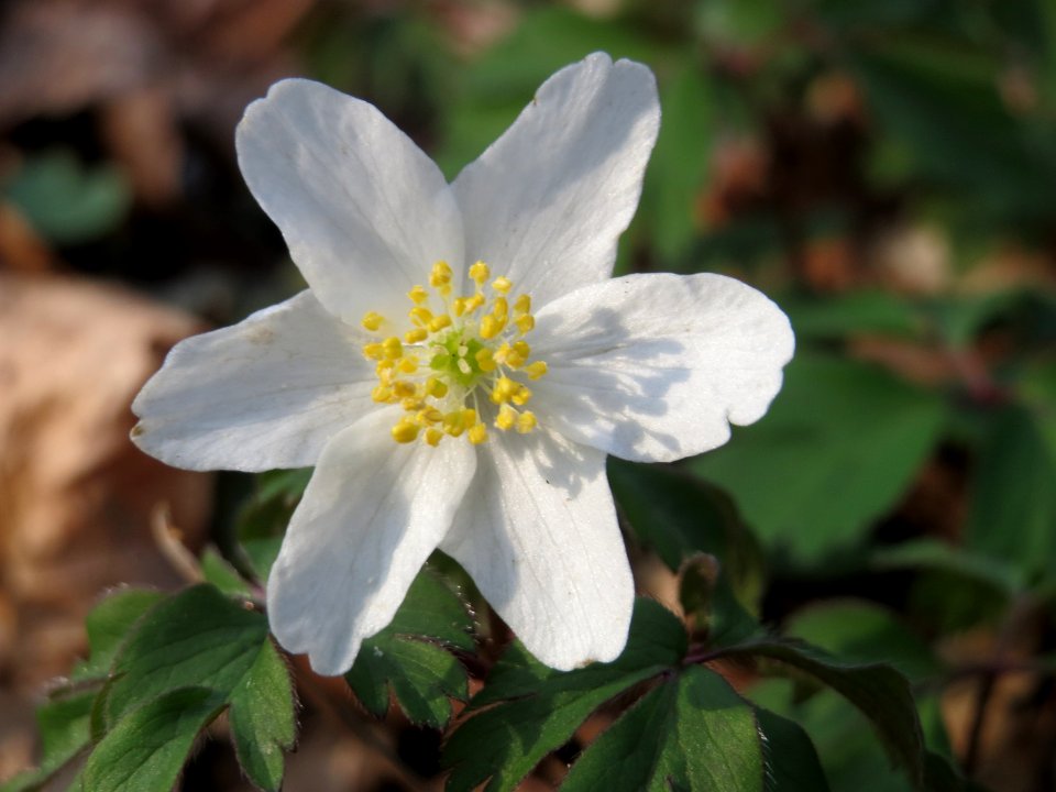 20150406Anemone_nemorosa4