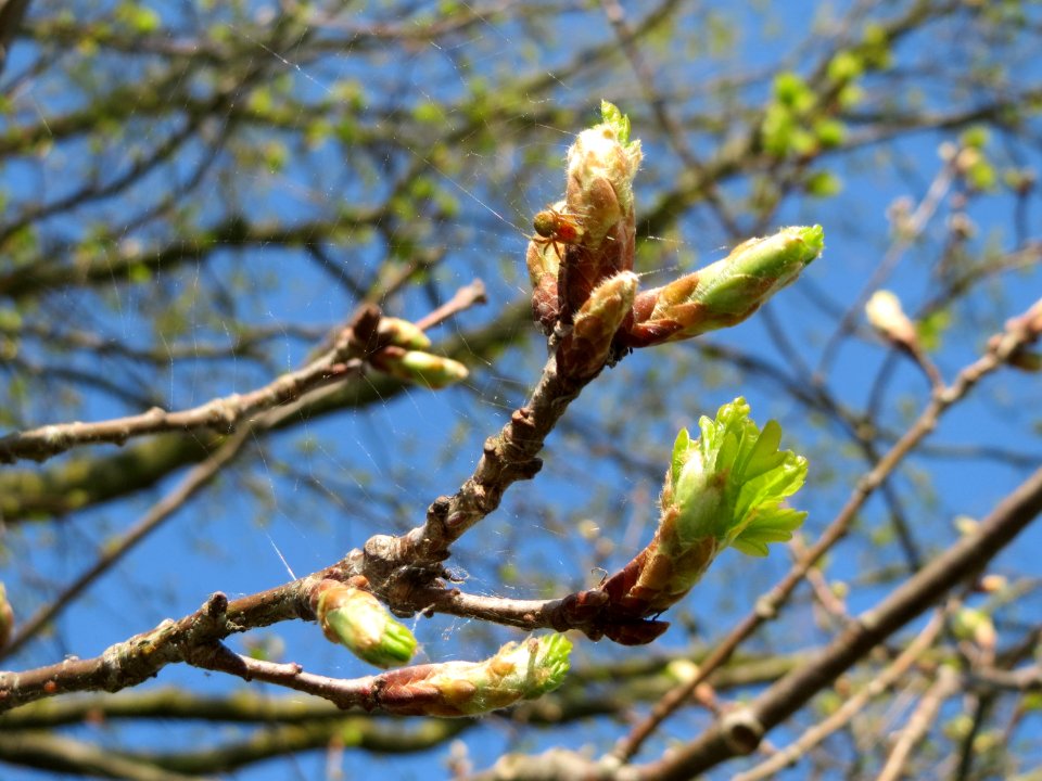 20150420Quercis_robur1