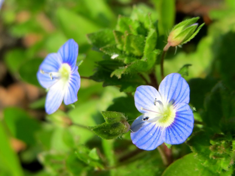 20150408Veronica_persica2