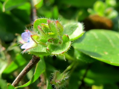 20150408Veronica_hederifolia1