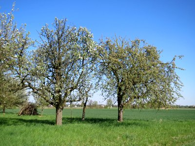 20150420Pyrus_communis3