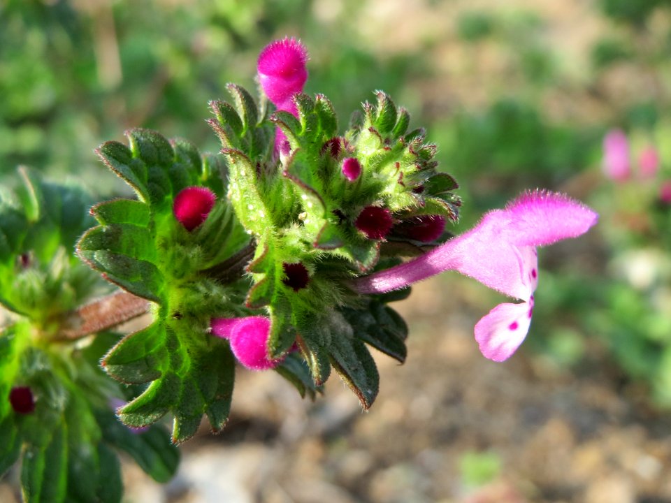 20150408Lamium_amplexicaule3