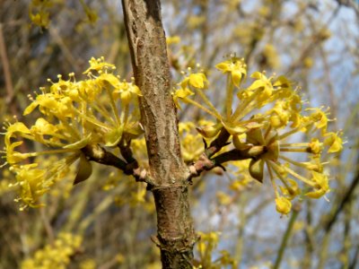 20150327Cornus_mas