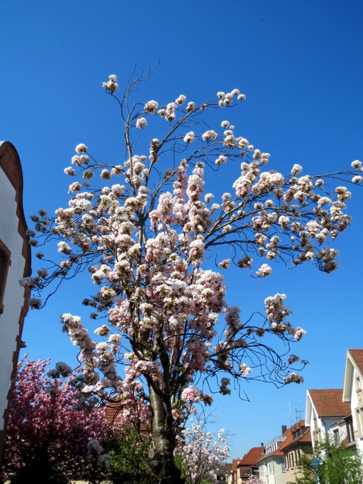 20150420Prunus_serrulata3
