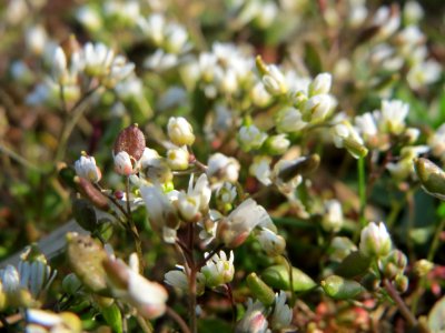 20150408Draba_verna2