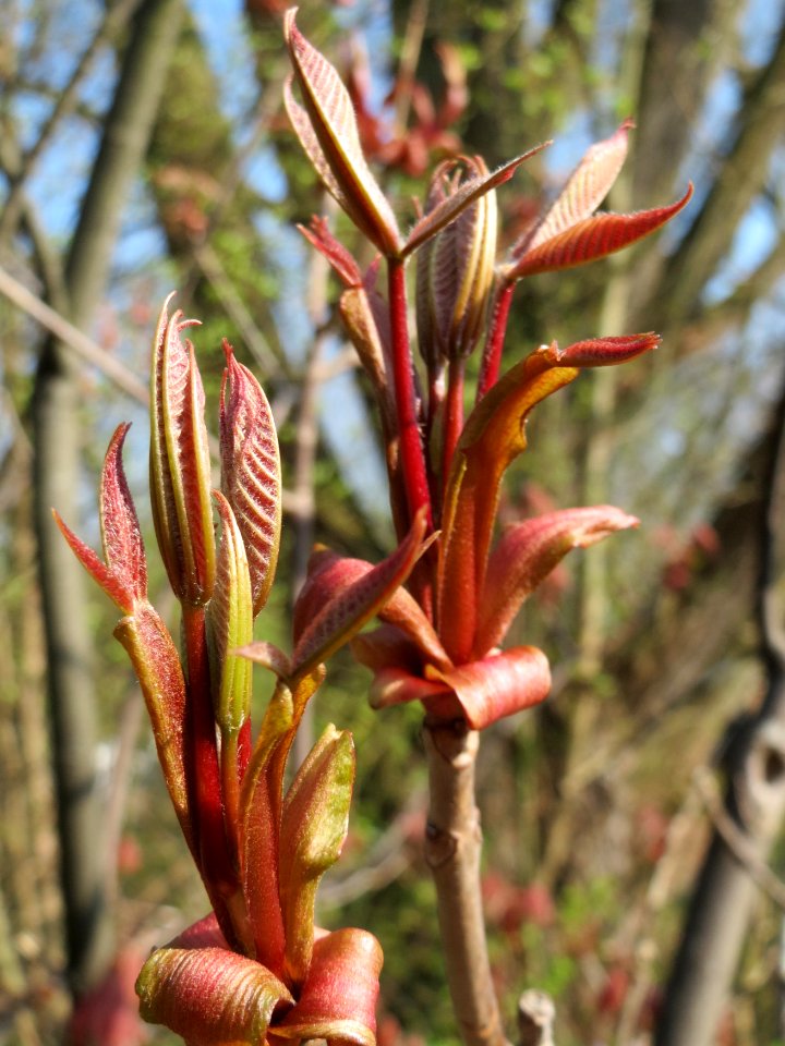 20150408Aesculus_hippocastanum2
