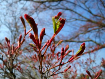 20150408Acer_palmatum2