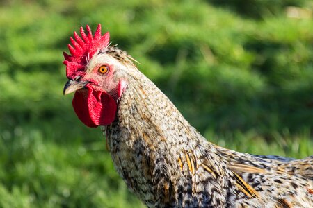 Bird agriculture bill
