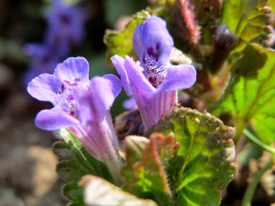 20150408Glechoma_hederacea3