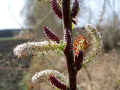20150407Salix_purpurea7