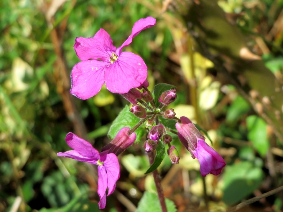 20150402Lunaria_annua1