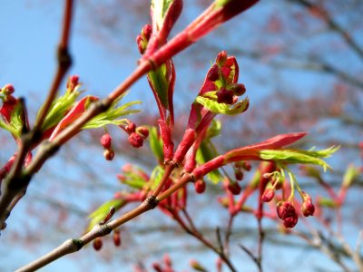 20150408Acer_palmatum3