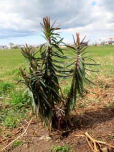 20150402Euphorbia_lathyris1