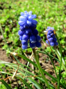 20150403Muscari_armeniacum1
