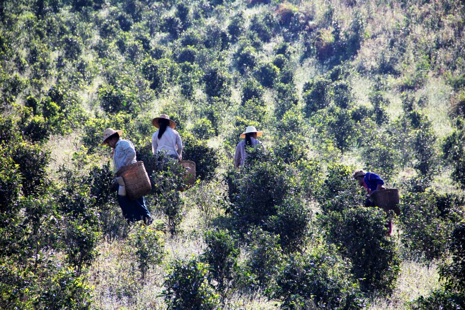 Tea pickers tea picking work