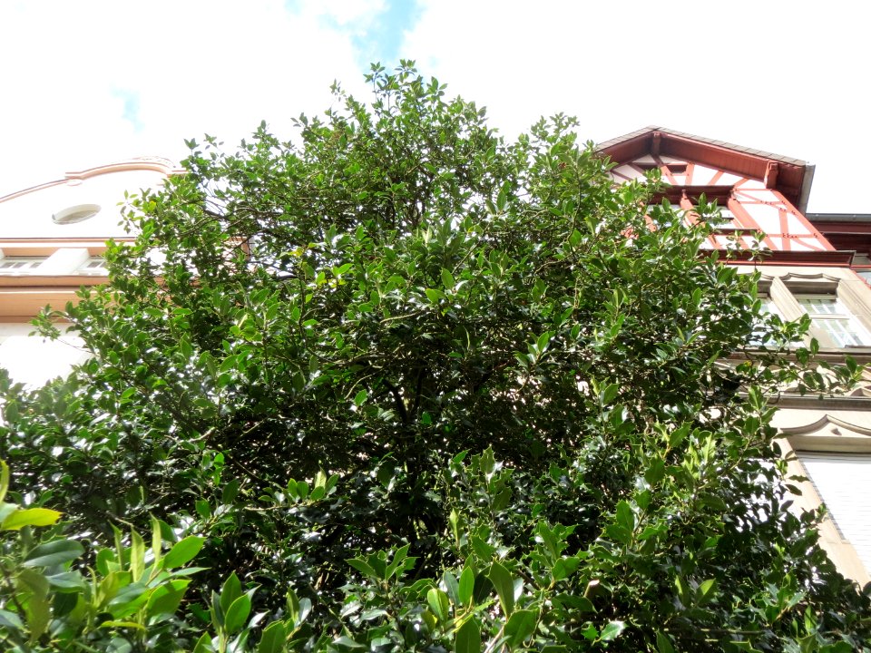 20150327Ilex_opaca2