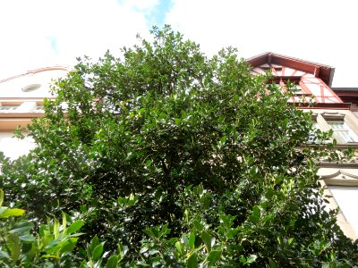 20150327Ilex_opaca2