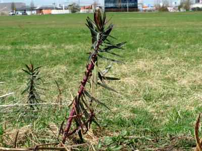 20150402Euphorbia_lathyris3
