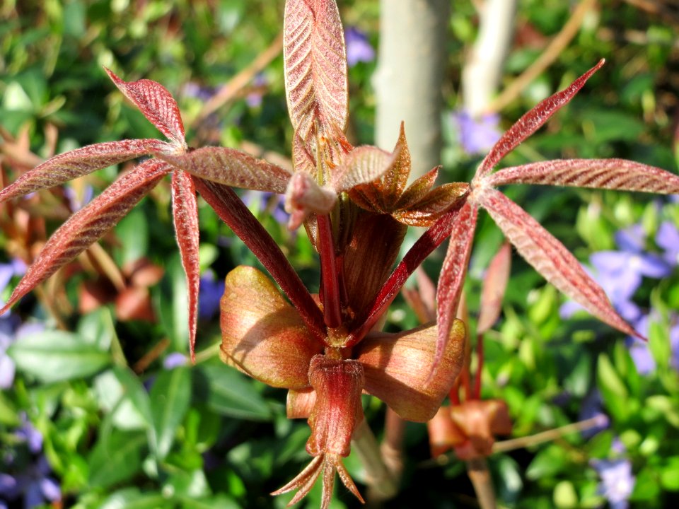20150408Aesculus_hippocastanum3