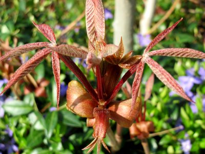 20150408Aesculus_hippocastanum3