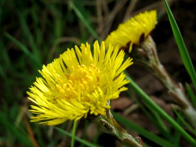 20150403Tussilago_farfara2