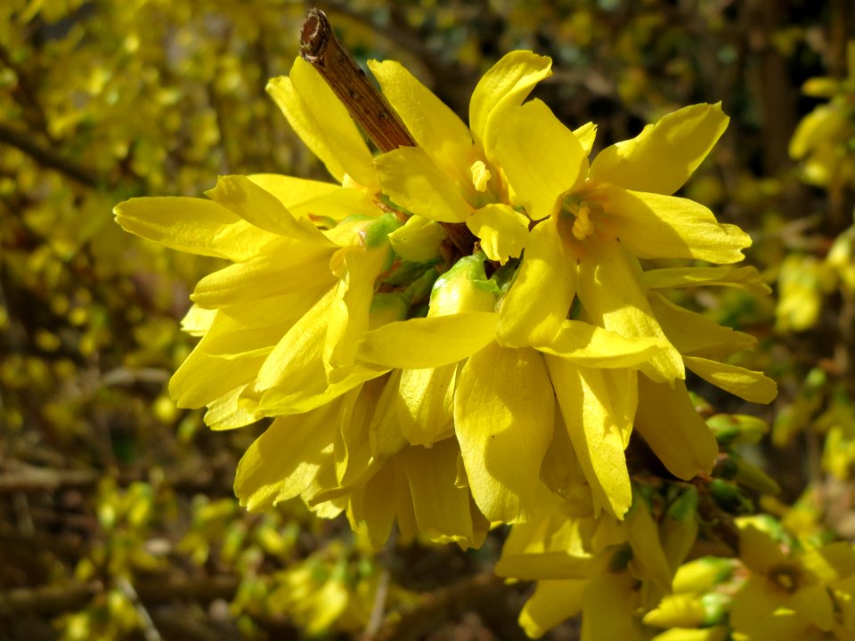 20150327Forsythia_x_intermedia4