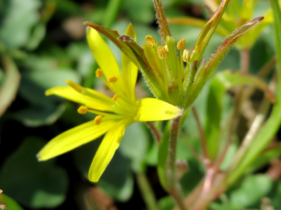 20150401Gagea_villosa1