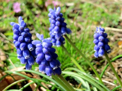 20150403Muscari_armeniacum2