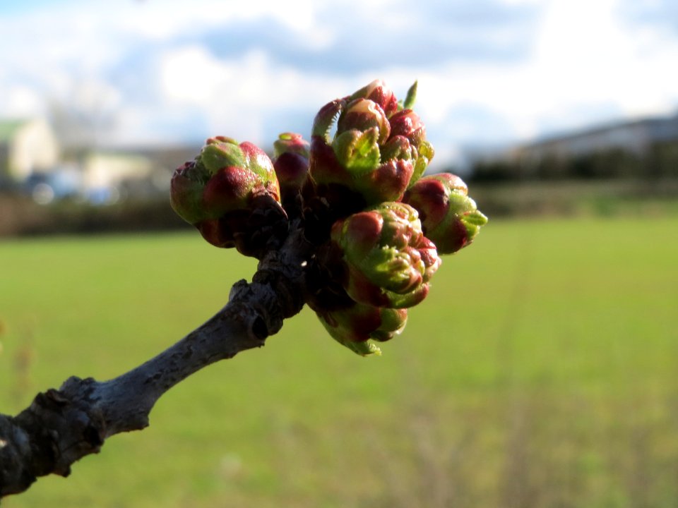 20150402Prunus_sect_Cerasus3