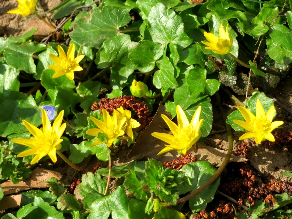 20150327Ficaria_verna3