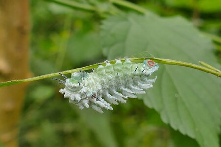 Nature hunger animal